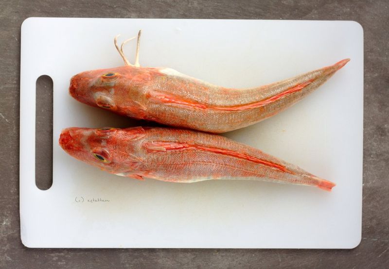 gurnard